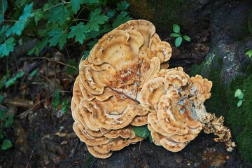 Forest plants, fungi growing on trees.