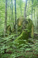 Beautiful natural landscape. The stones are covered with moss of a bizarre shape.