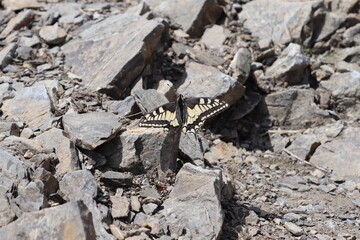 Schmetterling auf einem Stein