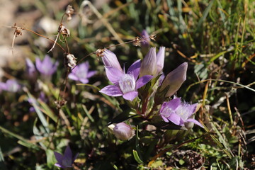 Mountain flowers