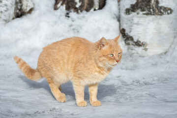 Beautiful ginger cat on snow background. - 763163539