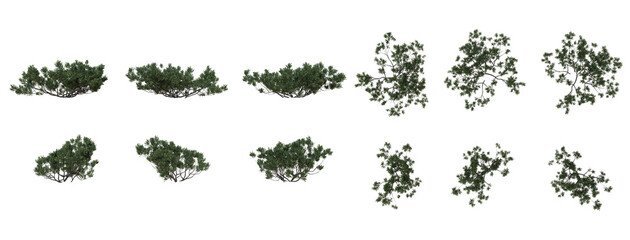 Set Of Plants Front And Top View Closeup Transparent Background - obrazy, fototapety, plakaty