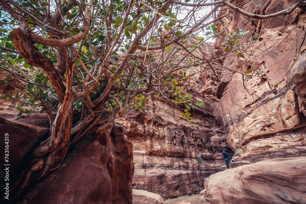 Poster Tree in front of entrance to Khazali canyon, Wadi Rum - Valley of Sand, Jordan