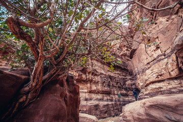 Tree in front of entrance to Khazali canyon, Wadi Rum - Valley of Sand, Jordan