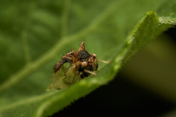 strange insect walking on a green leaf (Cyphonia)