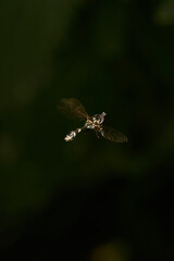 Details of a flying yellow hoverfly