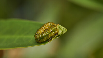 Details of a green caterpillar on a leaf (Adurgoa gonagra)
