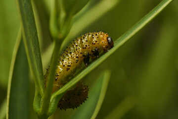 Details of a green caterpillar on a leaf (Adurgoa gonagra)