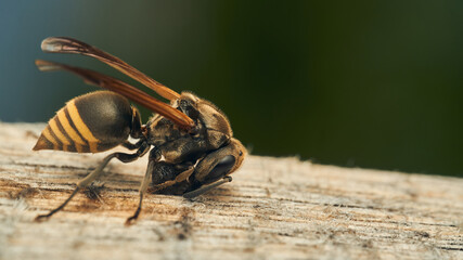 A wasp collecting wood for its diaper.