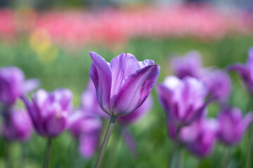 可憐なチューリップ