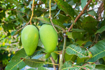 Close up of Fresh green Mangoes hanging on the mango tree in tropical fruits garden in Thailand,Agricultural industry concept,Summer fruit garden orchard or little forest.