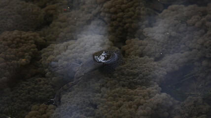 Frogs breeding in a pond