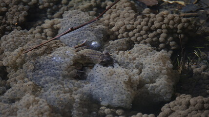 Frogs breeding in a pond