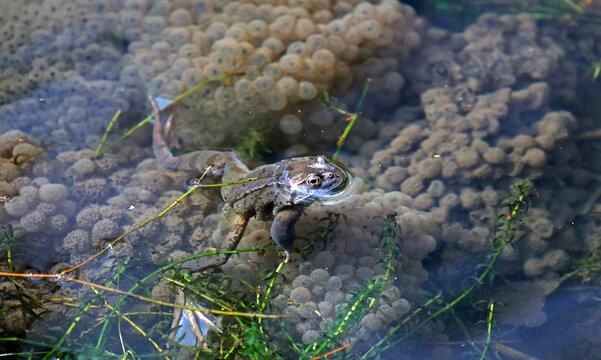 Frogs breeding in a pond