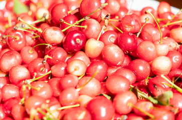 selective focus, freshly picked cherries. Organic farming, spring fruit concept