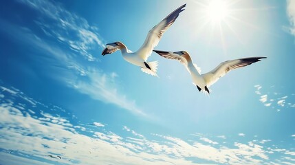 Photo of two gannet birds flying in the sky, side view, wide angle