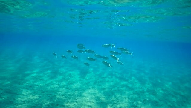 School of Mullet fish swim in blue water over sandy shallows on bright sunny day, Slow motion. Shoal of Striped Mullet (Mugil cephalus) floating under water surface