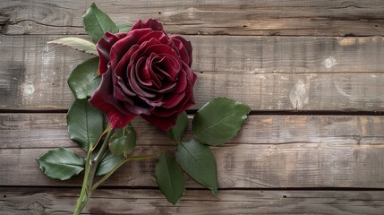 Single Burgundy Rose with Green Leaves in Full Bloom