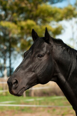 Obraz premium Black breeding horse, Portrait, La Pampa Province, Patagonia, Argentina.
