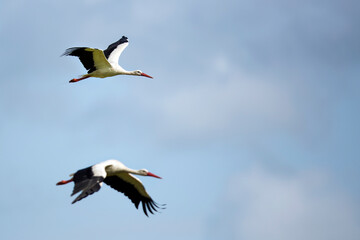 white storks in flight
