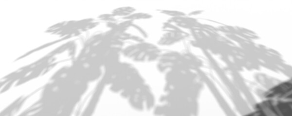 3D Render Plant And Tree Shadow