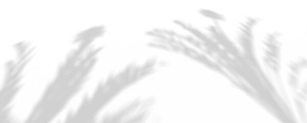 Obraz premium Soft Gray Plant Shadows on White Background