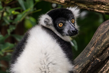 Portrait of black and white ruffed lemur looking back