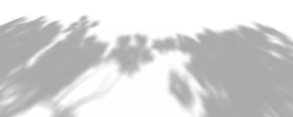 3D Render Plant And Tree Shadow