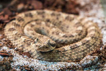 Sidewinder Rattlesnake coiling on the sand