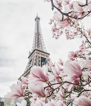 Eiffel tower. Blooming magnolia tree