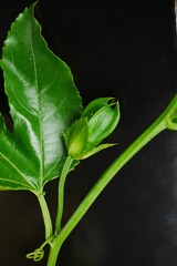 パッションフルーツの蕾20230901