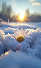 A beautiful snow-covered field, with a blooming daisy in the centre of it. The sun shines on that flower and illuminates everything around it. - obrazy, fototapety, plakaty