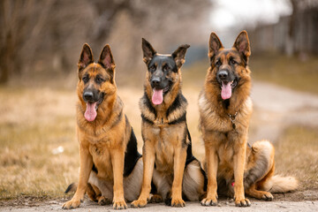 group of german shepherd dogs - obrazy, fototapety, plakaty