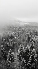 Aerial view of a misty forest in winter