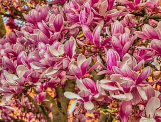 pink flowers blooming from a large tree in spring time