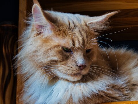 the cat is looking intently in the dark room setting on the table - Powered by Adobe