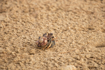 crayfish on yellow sand