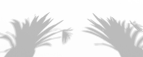 3D Render Plant And Tree Shadow