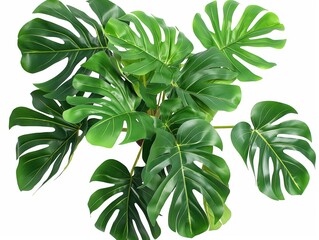 A vibrant cluster of monstera leaves with rich green color and natural patterns.