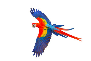 Fototapeta premium Colorful flying Scarlet Macaw parrot isolated on transparent background png file