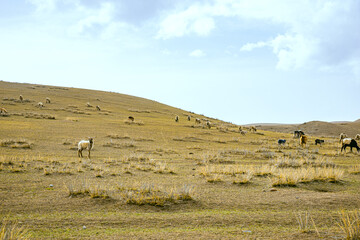Ganjia Secret Land, Gannan Tibetan Autonomous Prefecture, Gansu Province-the grassland under the...
