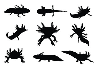 Axolotl silhouette vector