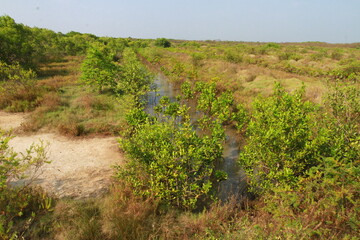 rows of vines in region