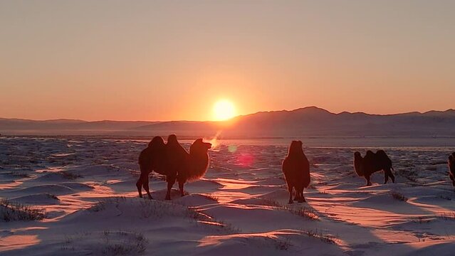 Bactrian camel in snowy winter Mongolian steppes