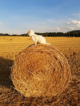 hay bales in the field with sitting dog of breed Coton de Tulear