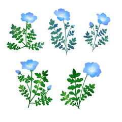 ネモフィラのイラスト