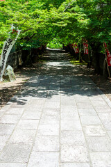 新緑に包まれる寺の参道