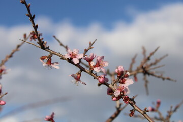 cherry blossom. blossom in spring