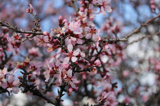 cherry blossom. blossom in spring