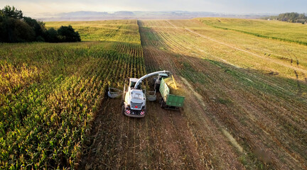 Forage harvester on maize cutting for silage in field, drone view. Harvesting biomass crop....